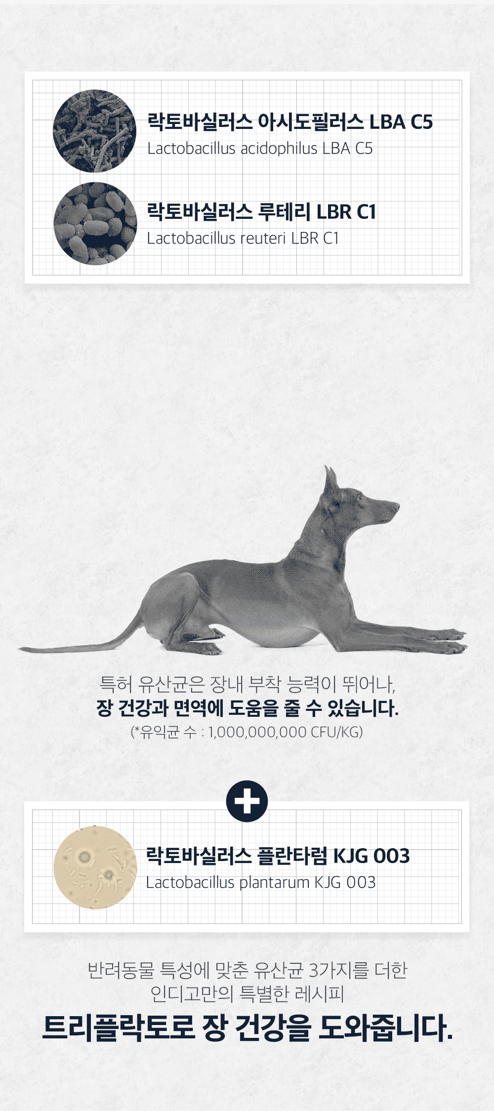 인디고세븐맥시비_3.gif