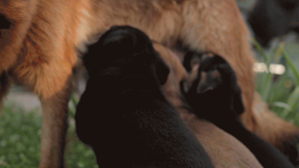어덜트포독_상세2.gif